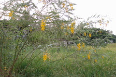 Sesbania speciosa